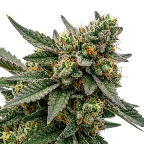 Fizzy Jelly cannabis Bud Close-up