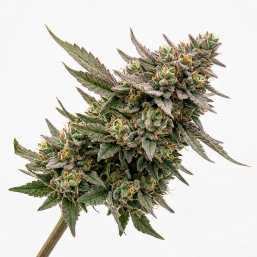 Fizzy Jelly cannabis Mature Flowering Cola