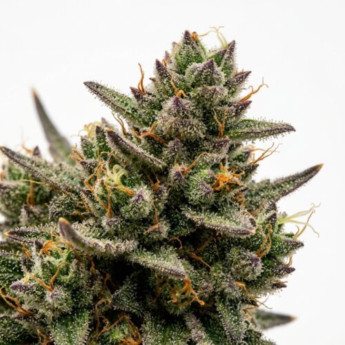Garlic Sorbet cannabis Bud Close-up