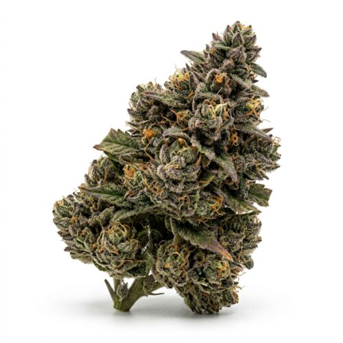 Garlic Sorbet cannabis Mature Flowering Cola