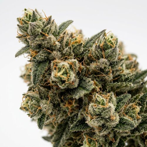 Gelato Slushy cannabis Bud Close-up