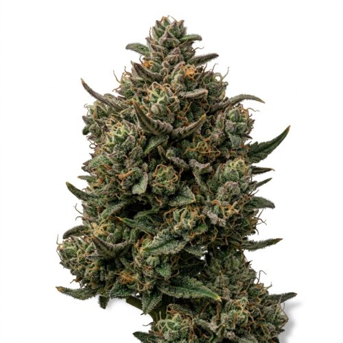 Gelato Slushy cannabis Mature Flowering Cola