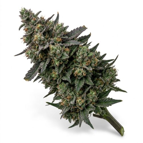 Gyros cannabis Mature Flowering Cola