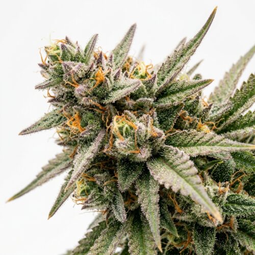 Hikari cannabis Bud Close-up