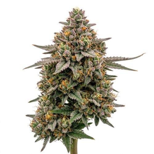 Hikari cannabis Mature Flowering Cola