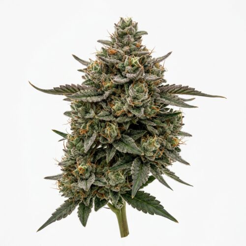 Marker Fumez cannabis Mature Flowering Cola