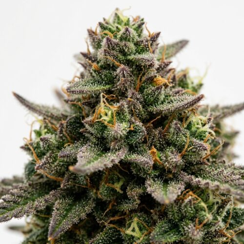 Martian Mellow cannabis Bud Close-up