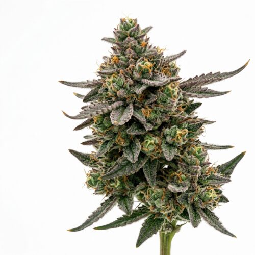 Martian Mellow cannabis Mature Flowering Cola