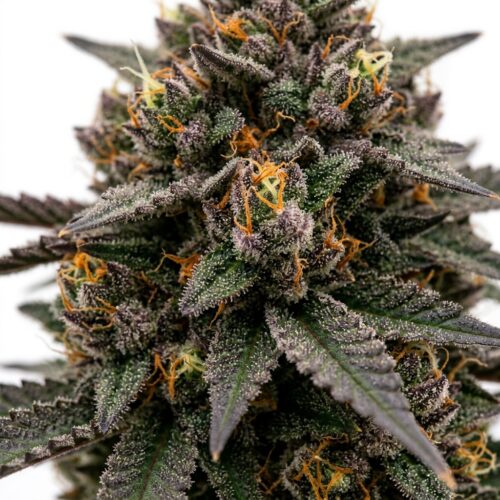 Nuclear Muffins cannabis Bud Close-up