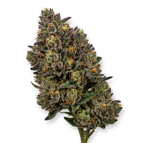 Point Breeze Khalifa Kush cannabis Mature Flowering Cola