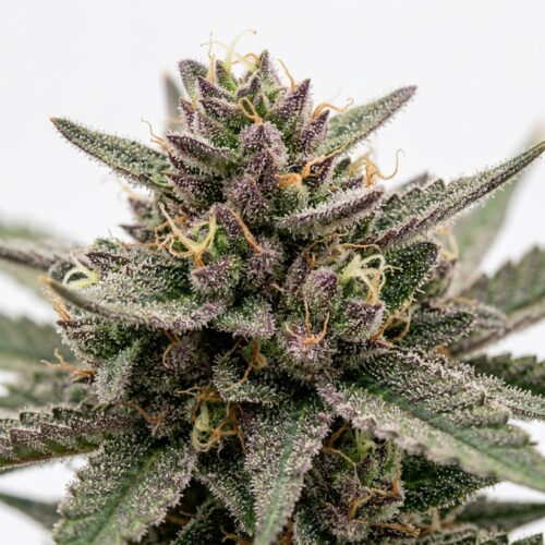 Purple Lemon Craze cannabis Bud Close-up