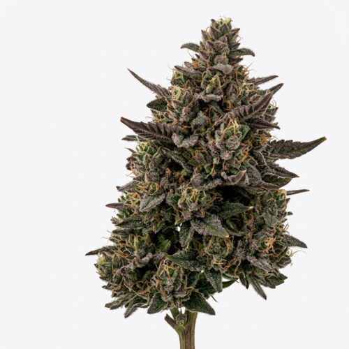 Purple Lemon Craze cannabis Mature Flowering Cola