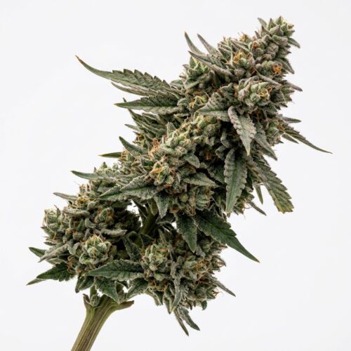 Rk Cookies cannabis Mature Flowering Cola