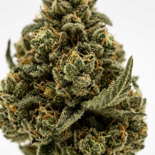 Sour Berry Gas cannabis Bud Close-up