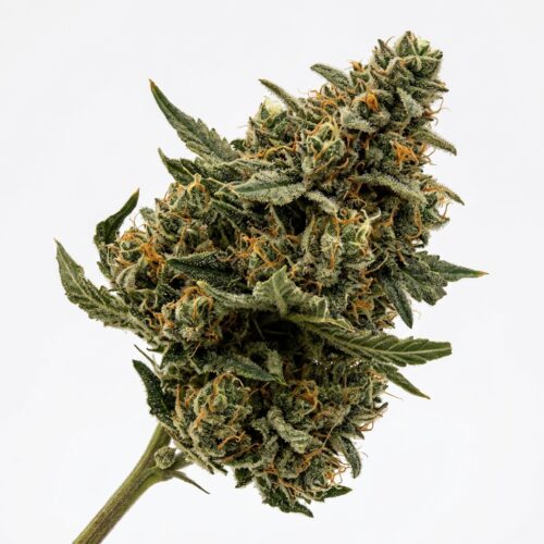 Sour Berry Gas cannabis Mature Flowering Cola