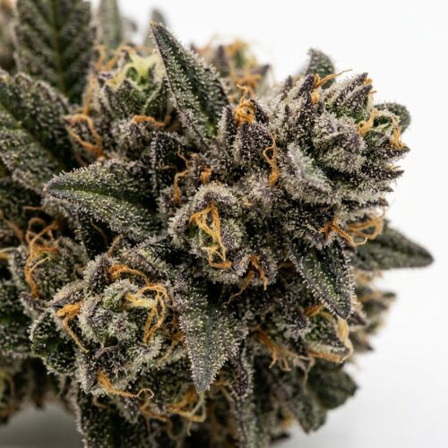 Spiced Beignet cannabis Bud Close-up