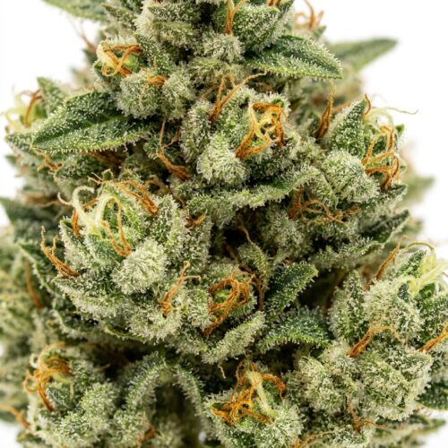 Stars White Plains cannabis Bud Close-up