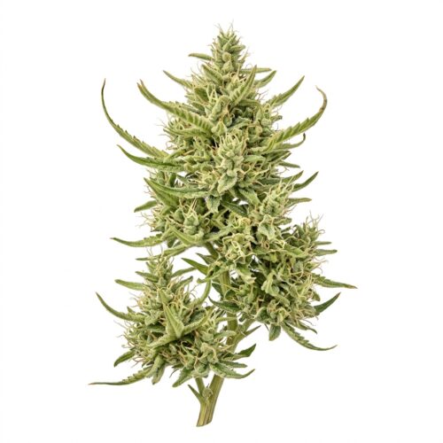 Stars White Plains cannabis Mature Flowering Cola