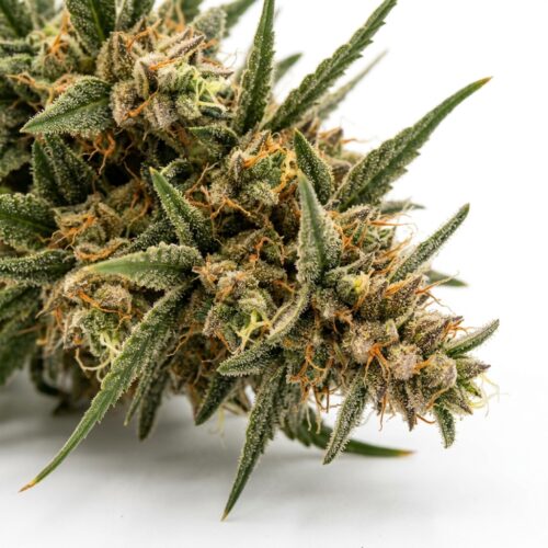 Survivor cannabis Bud Close-up