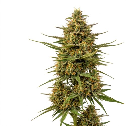 Survivor cannabis Mature Flowering Cola