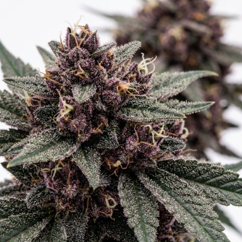 Violet Dreams cannabis Bud Close-up