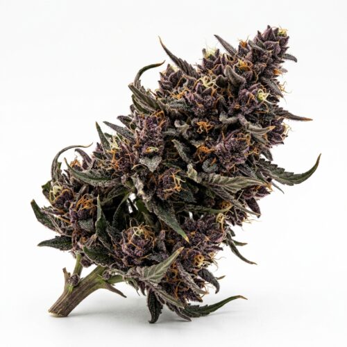 Violet Dreams cannabis Mature Flowering Cola